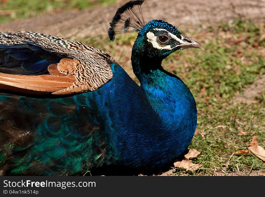 Peacock in martires da patria garden