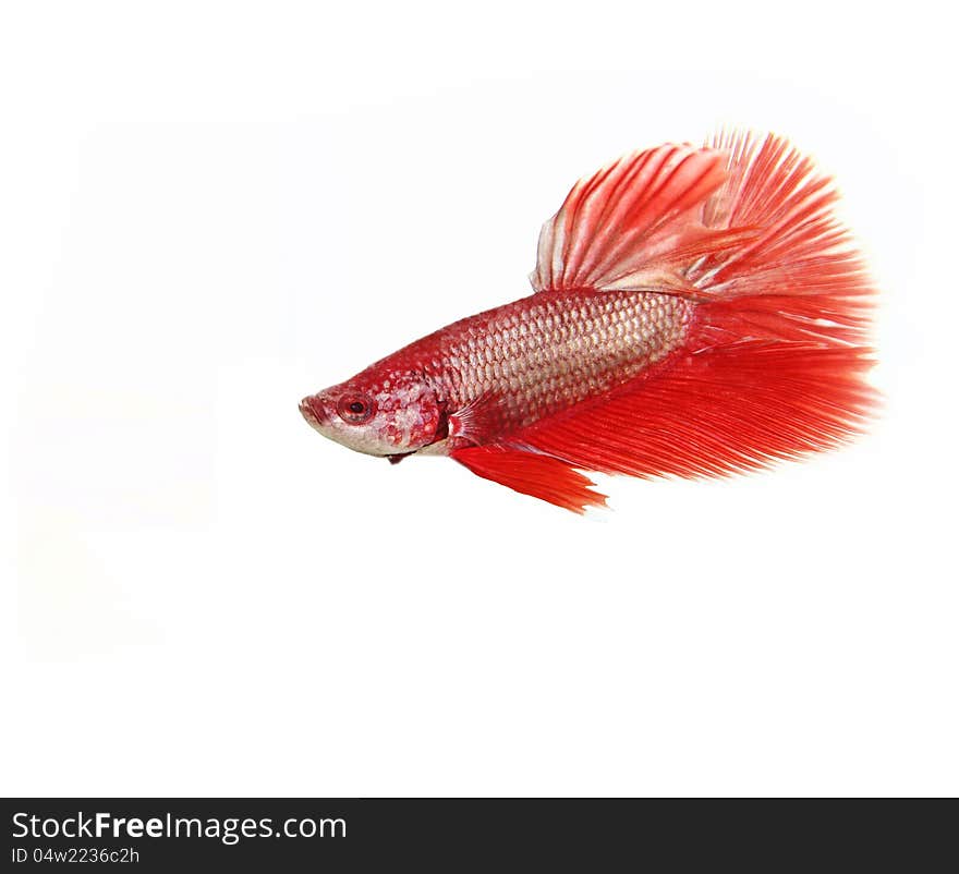 Red betta fish on white background