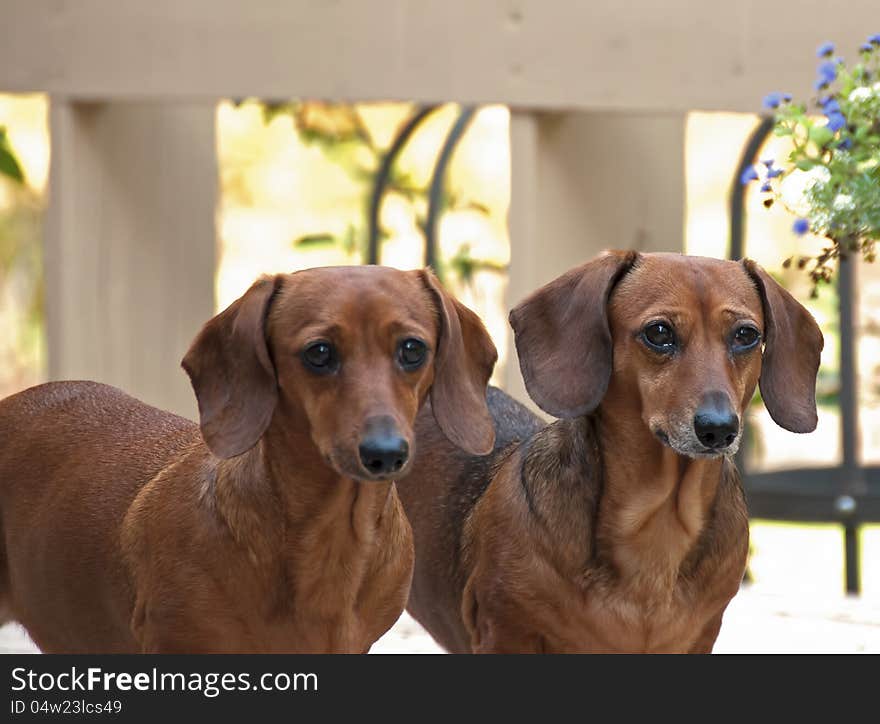 Two bright eyed reddish brown female dachshund dogs standing side by side. Two bright eyed reddish brown female dachshund dogs standing side by side