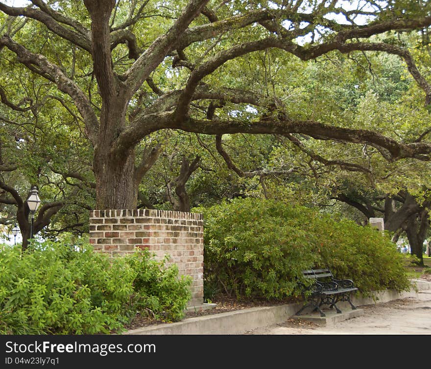 A beautiful large Live Oak Tree in Battery Park with other foliage and a quaint park bench