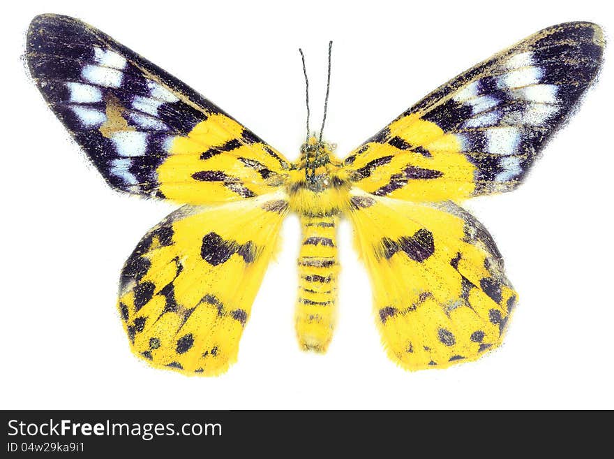 Yellow death butterfly