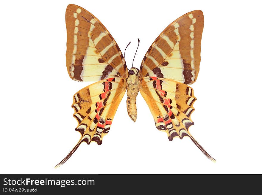 Butterfly on white background, clipping path