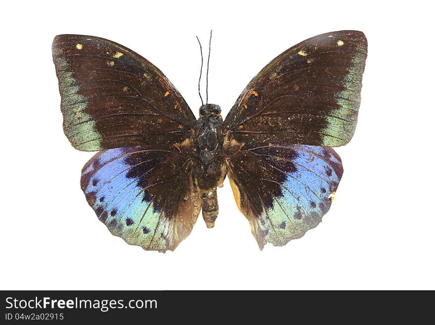 Butterfly on white background