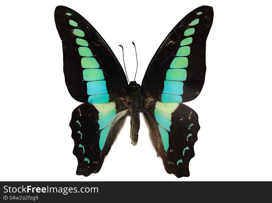 Butterfly on white background, clipping path