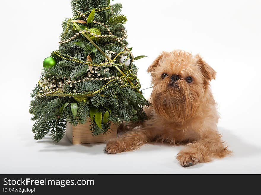 Dog breeds Brussels Griffon lies near the Christmas tree. Dog breeds Brussels Griffon lies near the Christmas tree