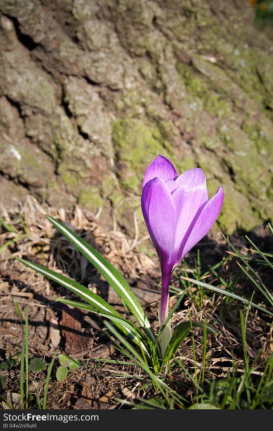 Crocus saffron first spring flowers grow in garden. Violet bloom. Crocus saffron first spring flowers grow in garden. Violet bloom