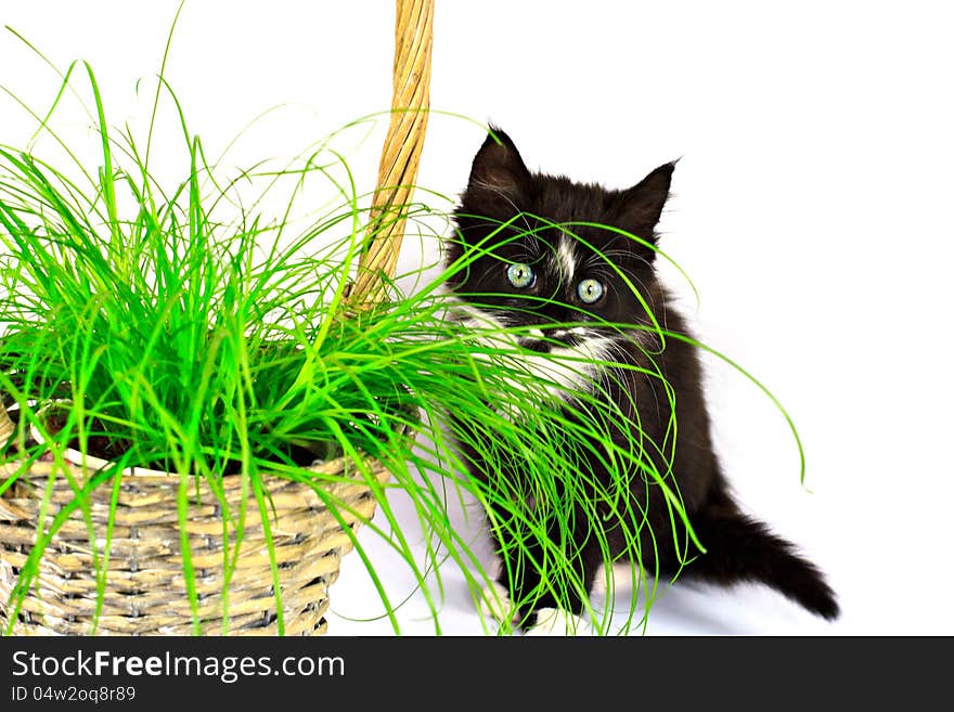 Kitten behind grass