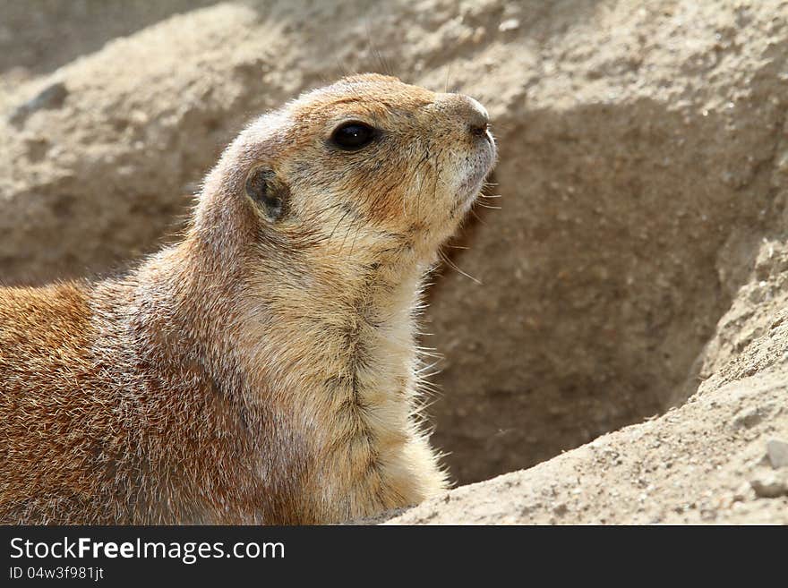 Prairie Dog