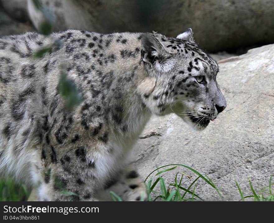 Snow Leopard