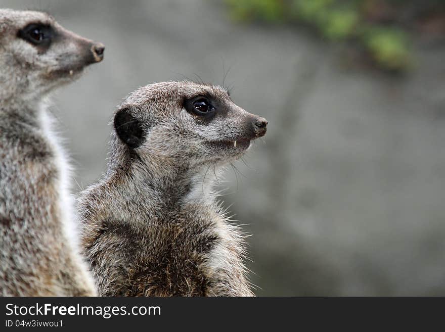 Meerkats