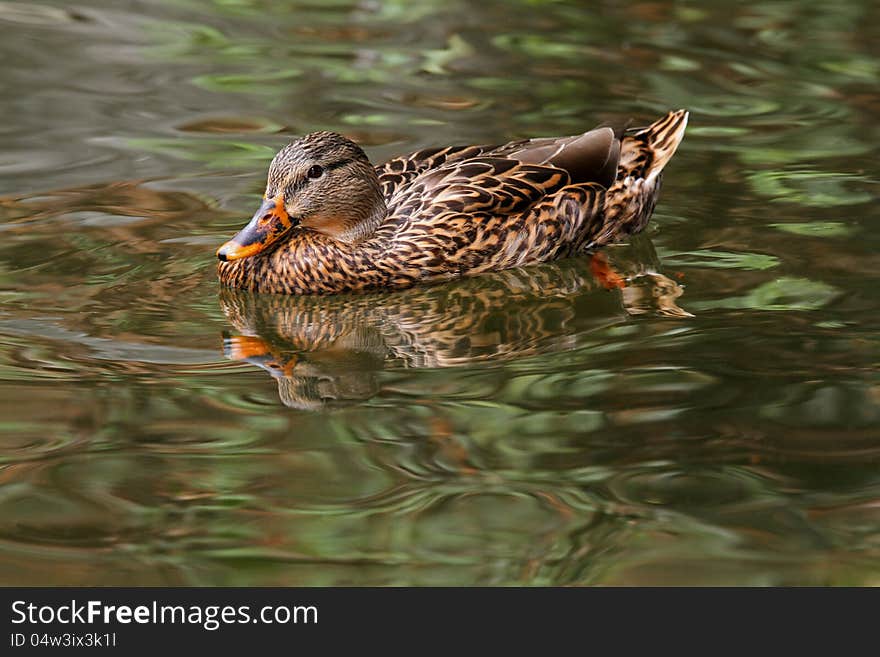 Female Mallard Duck Reflected In Rippled Water