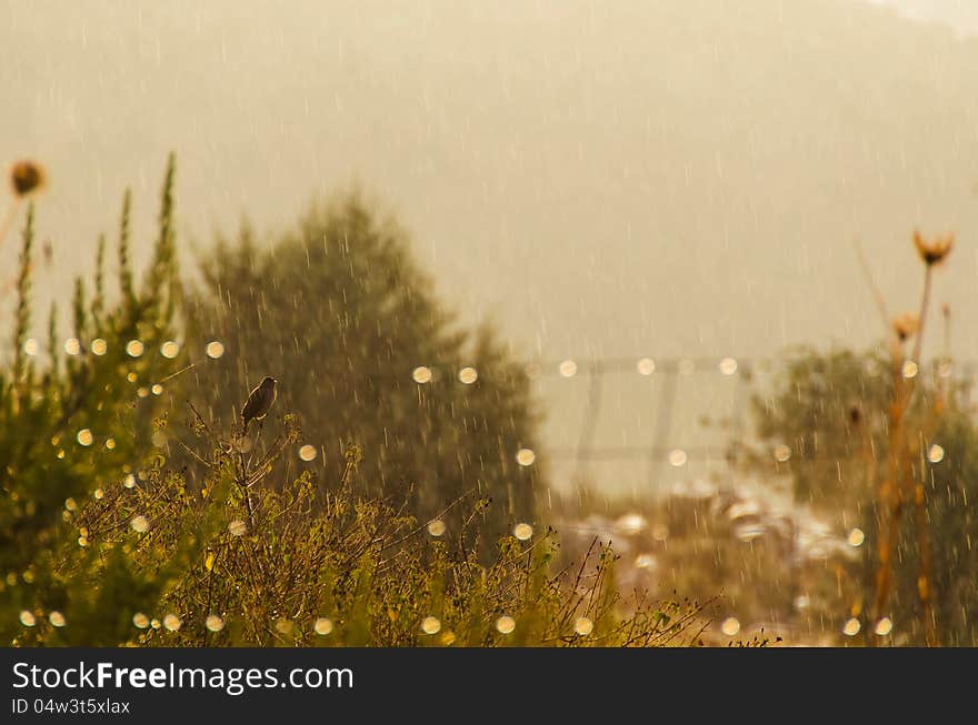 Small bird in Meadows standing on a branch will raining. Small bird in Meadows standing on a branch will raining