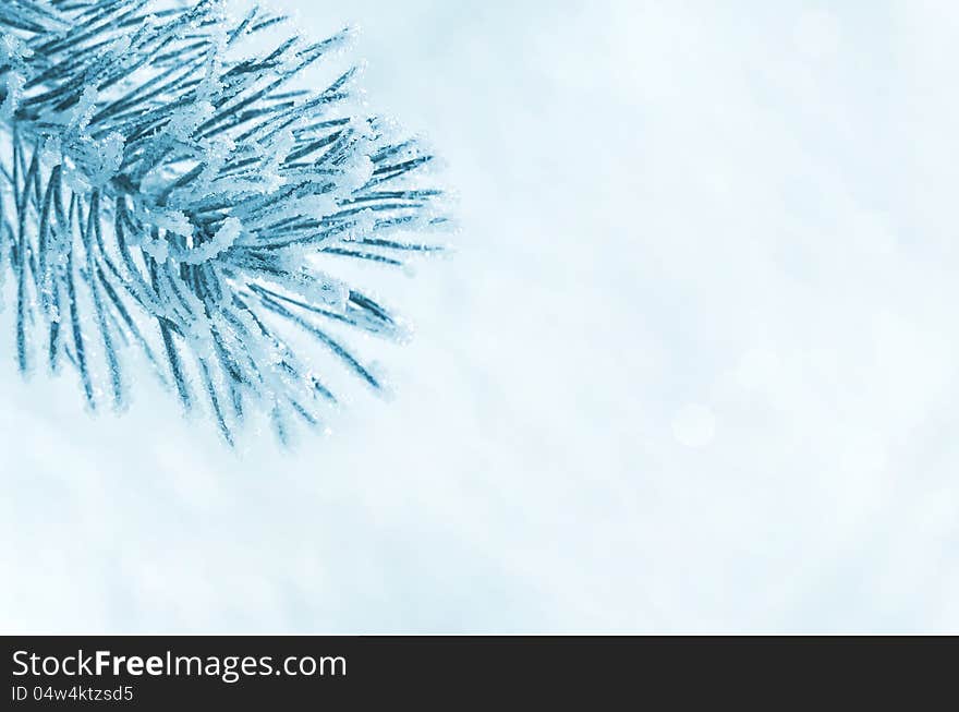 Pine branch in frost on a light background. Pine branch in frost on a light background