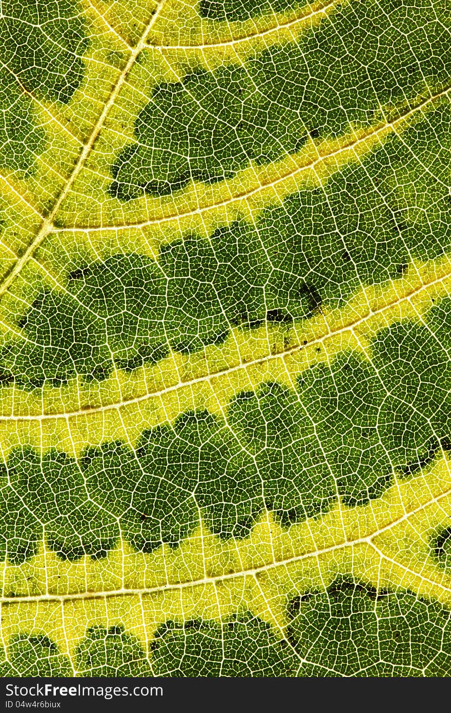 Details of a colorful fallen leaf