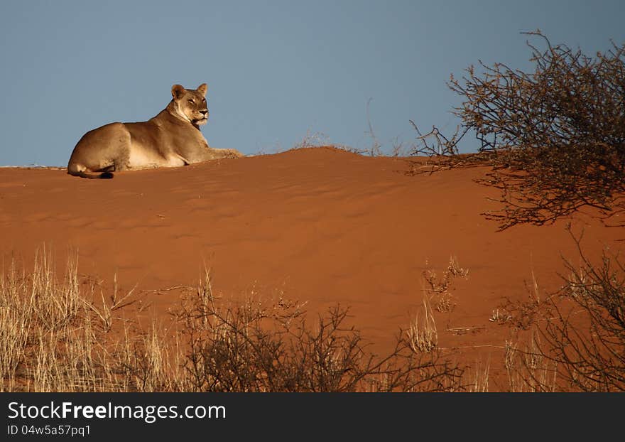 Lioness lying on a red Kalahari Dune 3