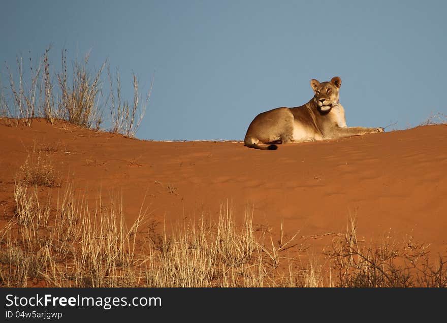 Lioness lying on a red Kalahari Dune. Lioness lying on a red Kalahari Dune