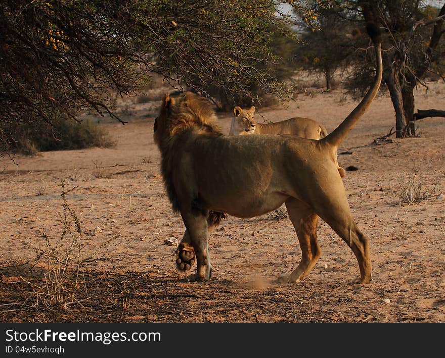 Lion and lioness with a nice shot of the paw cussions of the lion.