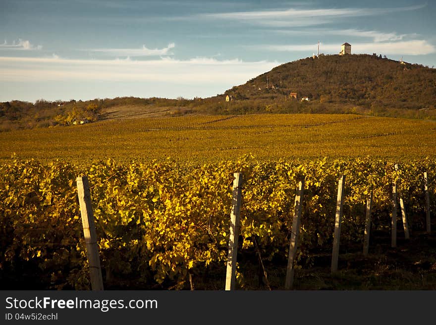 Vineyards in the autumn with hill and blue sky