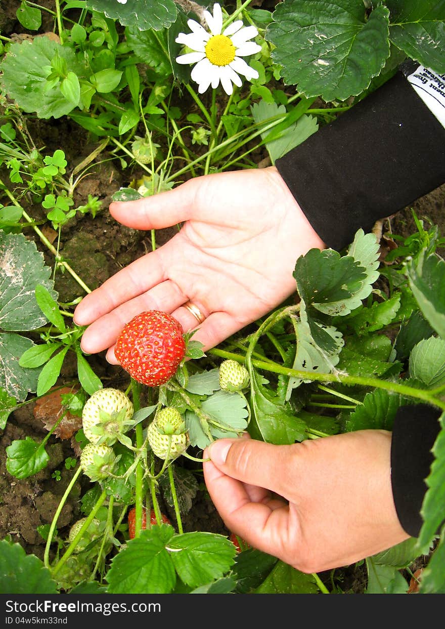 The image of palms with red strawberry. The image of palms with red strawberry