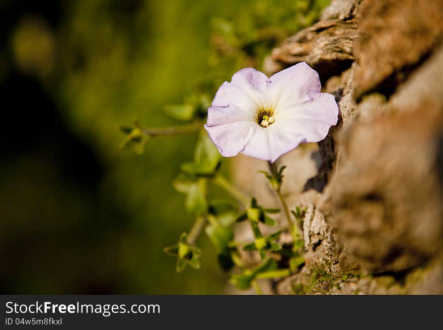 Flower on the rock with green nature background