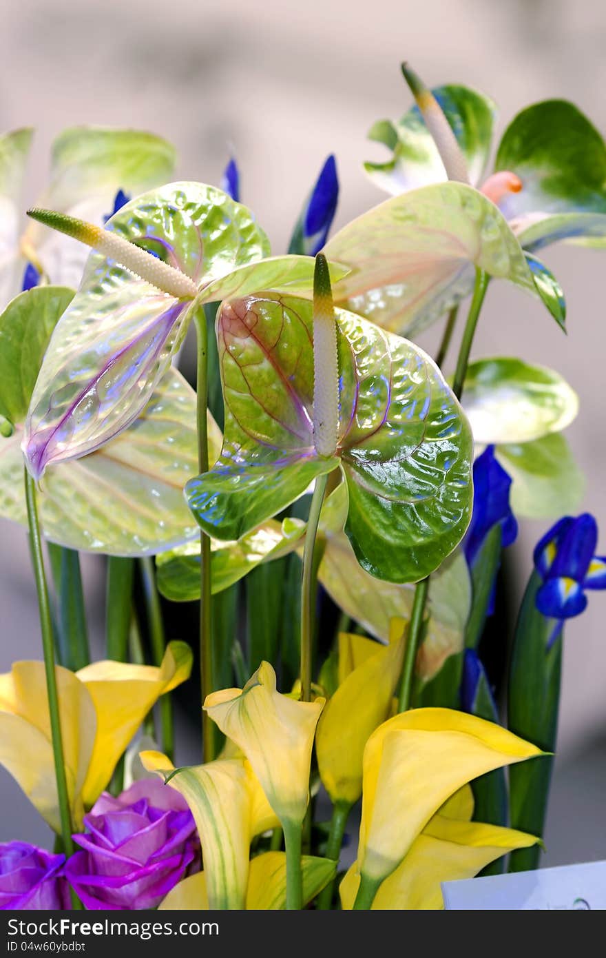 Green callas with blue taffies