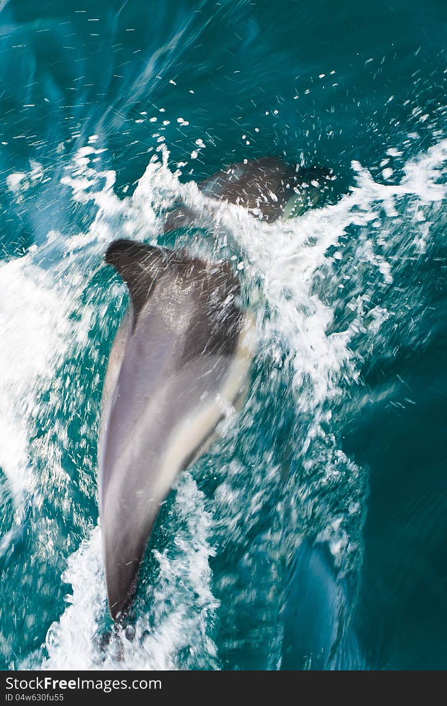 A high resolution image of Common dolphins swimming