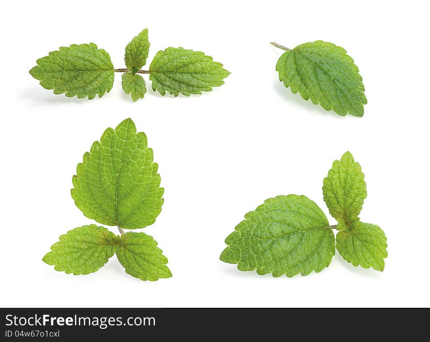 Lemon balm (Melissa officinalis) on a white background. Lemon balm (Melissa officinalis) on a white background.