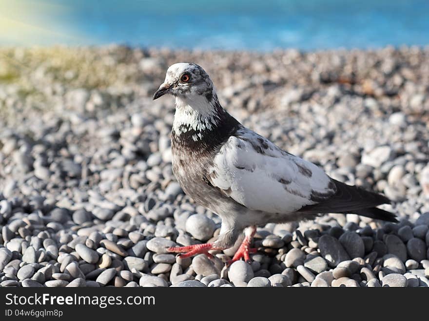 Gray Pigeon On The Stones