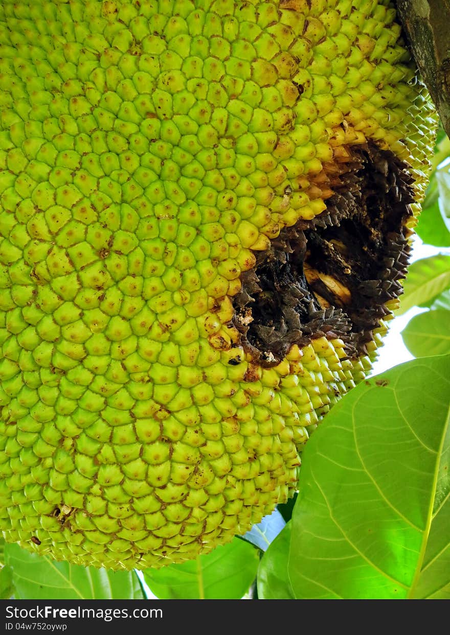 Big ripe jackfruit