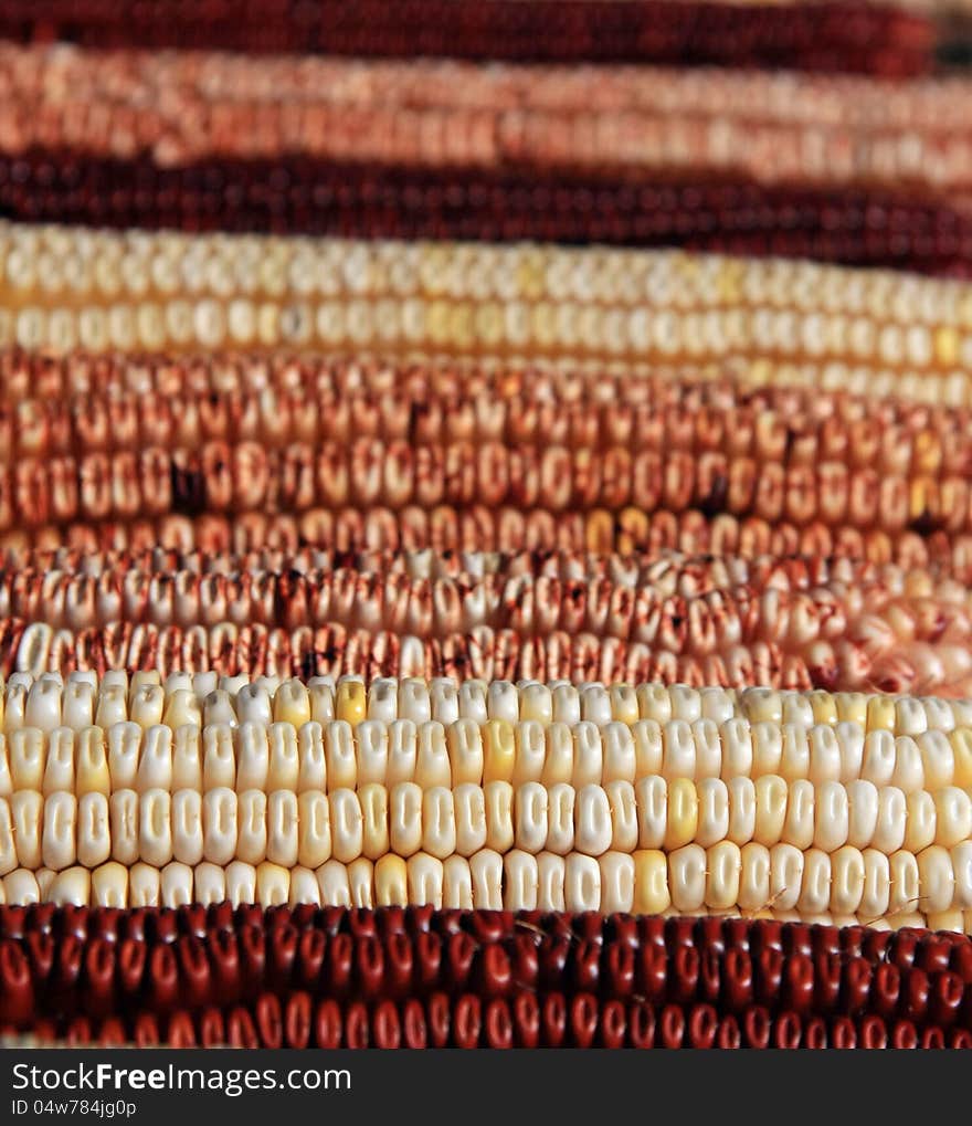 Multicolored Fall Corn