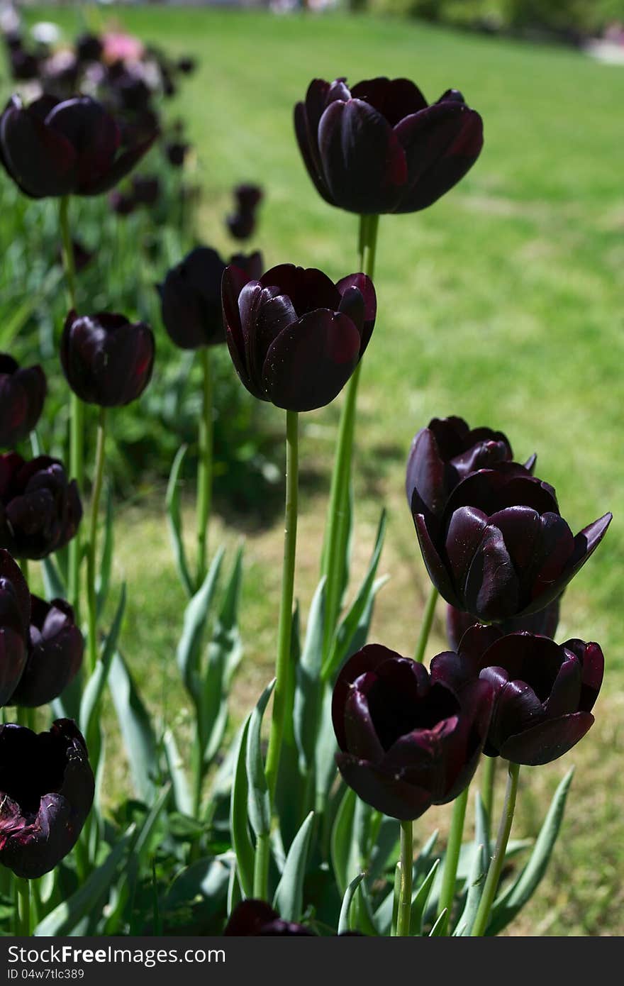 Many dark-violet tulips in garden, outdoors, vertical. Many dark-violet tulips in garden, outdoors, vertical