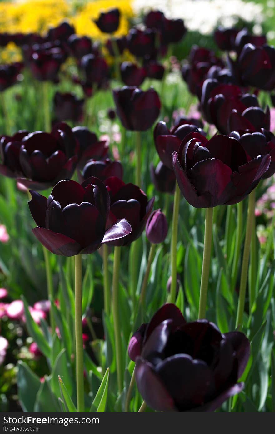 Many dark-violet tulips in garden, outdoors, vertical. Many dark-violet tulips in garden, outdoors, vertical