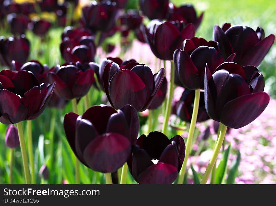 Dark Tulips In Garden