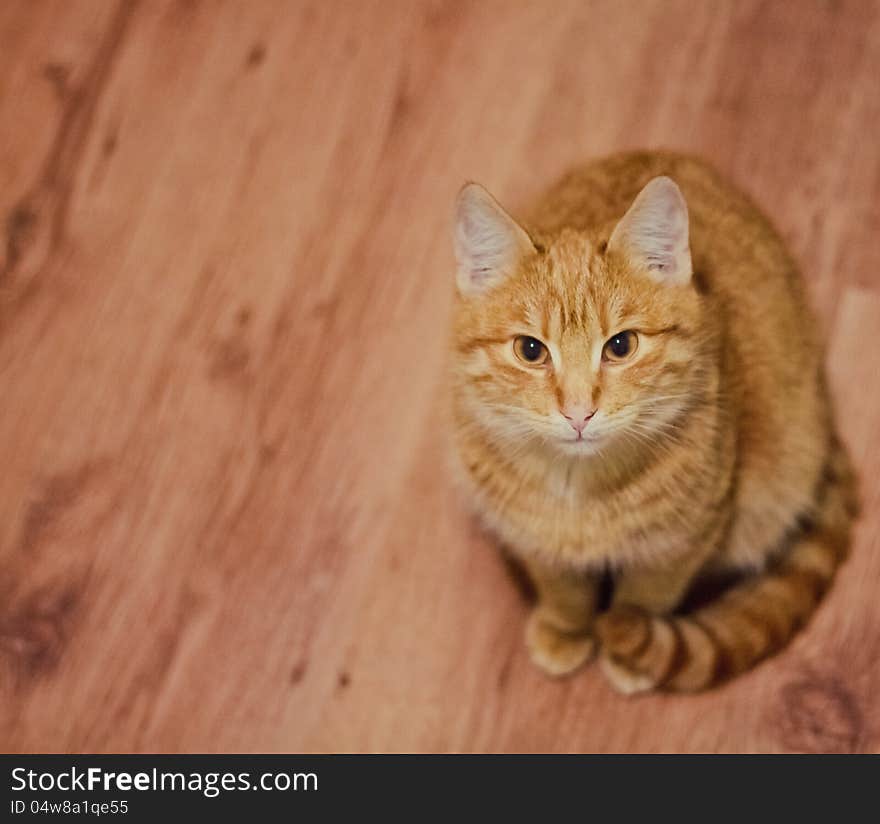 Tabby Kitten On Laminate Background. Tabby Kitten On Laminate Background