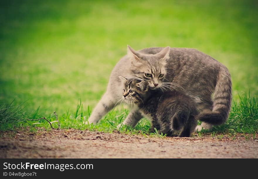 Mum a cat licks the kitten on green grass background. Mum a cat licks the kitten on green grass background