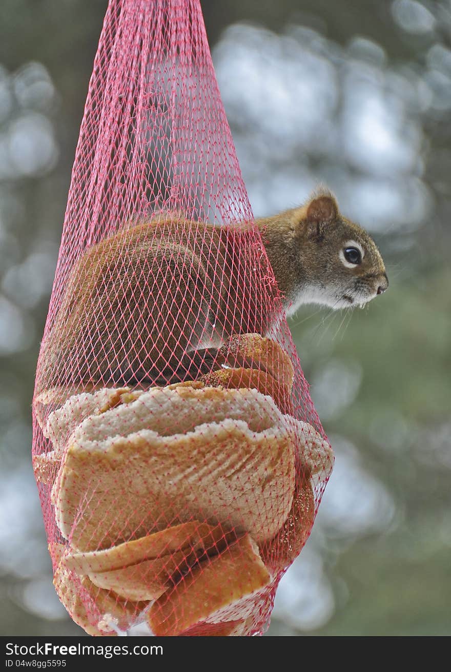 Squirrel in a mesh onion bag bread feeding sticking head out. Squirrel in a mesh onion bag bread feeding sticking head out.