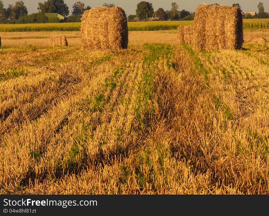 Hay bale in a field under a blue sky