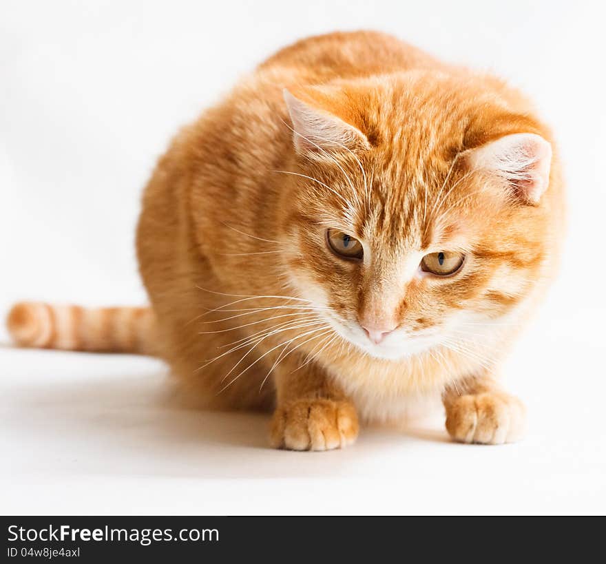 Tabby Kitten On White Background. Tabby Kitten On White Background