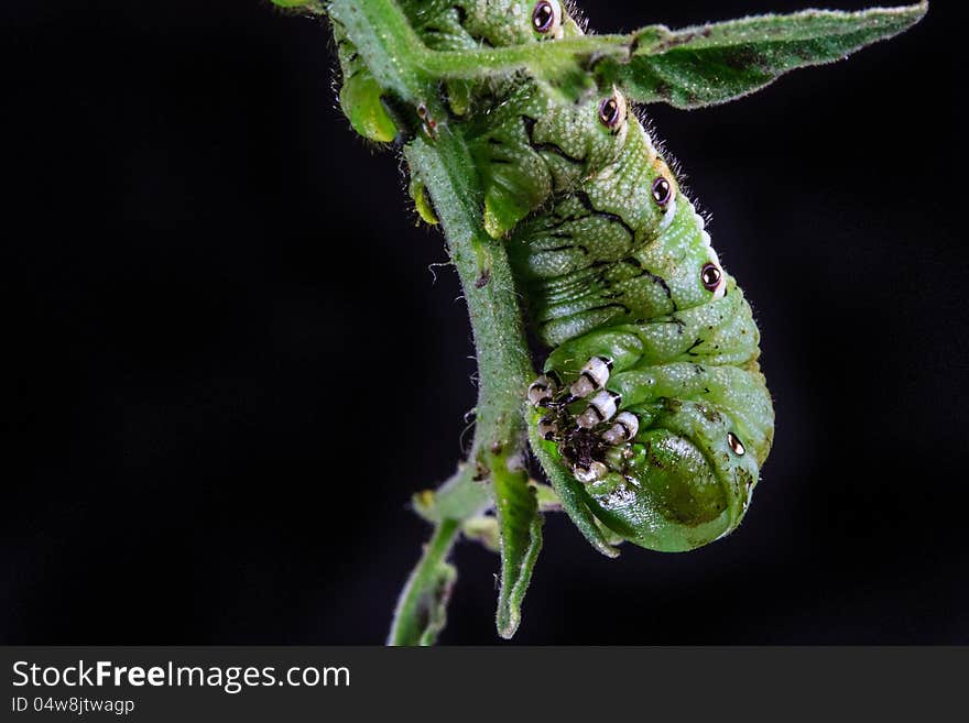 Tomato Hornworm