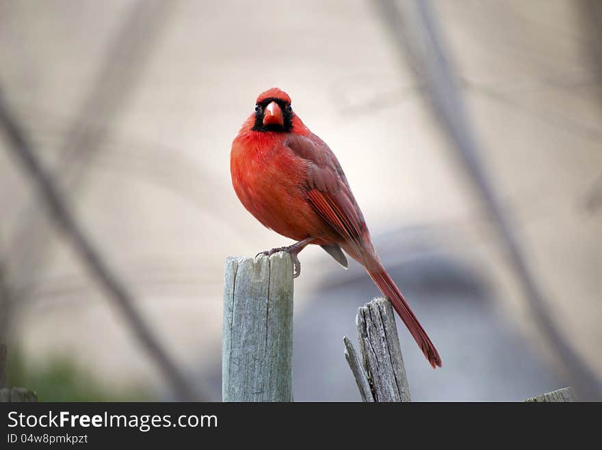 Red Male Cardinal