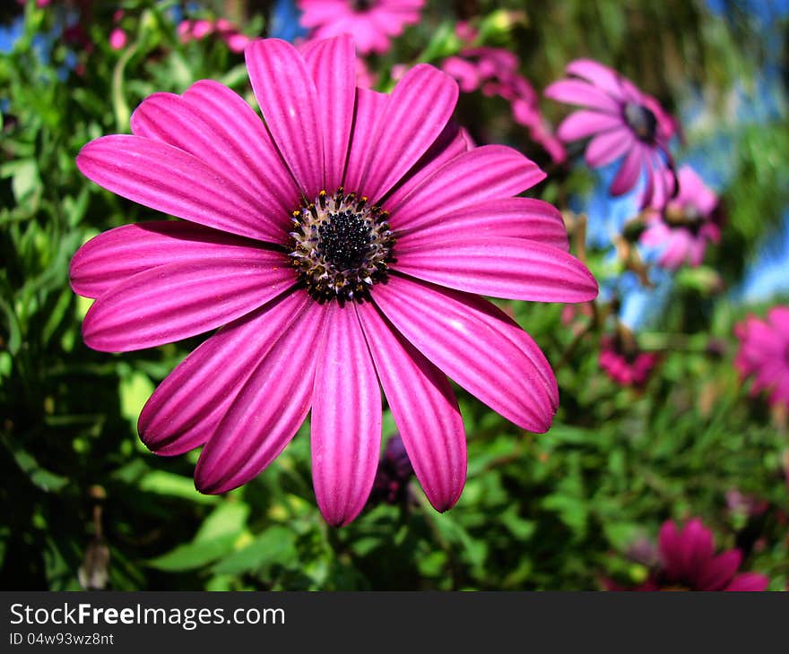 Purple daisy flower