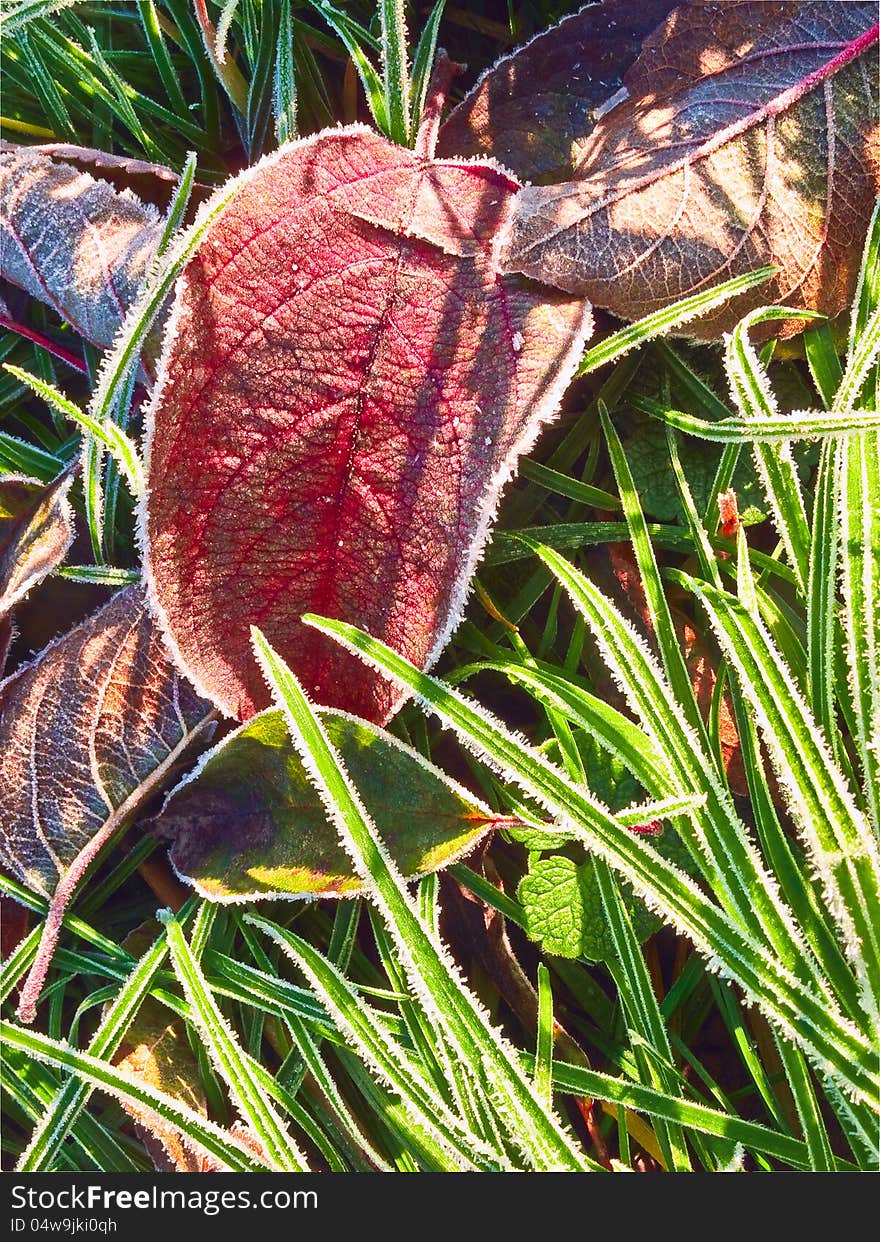 Bright apple leaf on green grass. Bright apple leaf on green grass