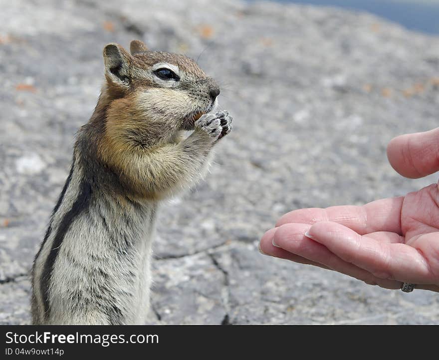 Chipmunk eating peanuts out of the hand. Chipmunk eating peanuts out of the hand