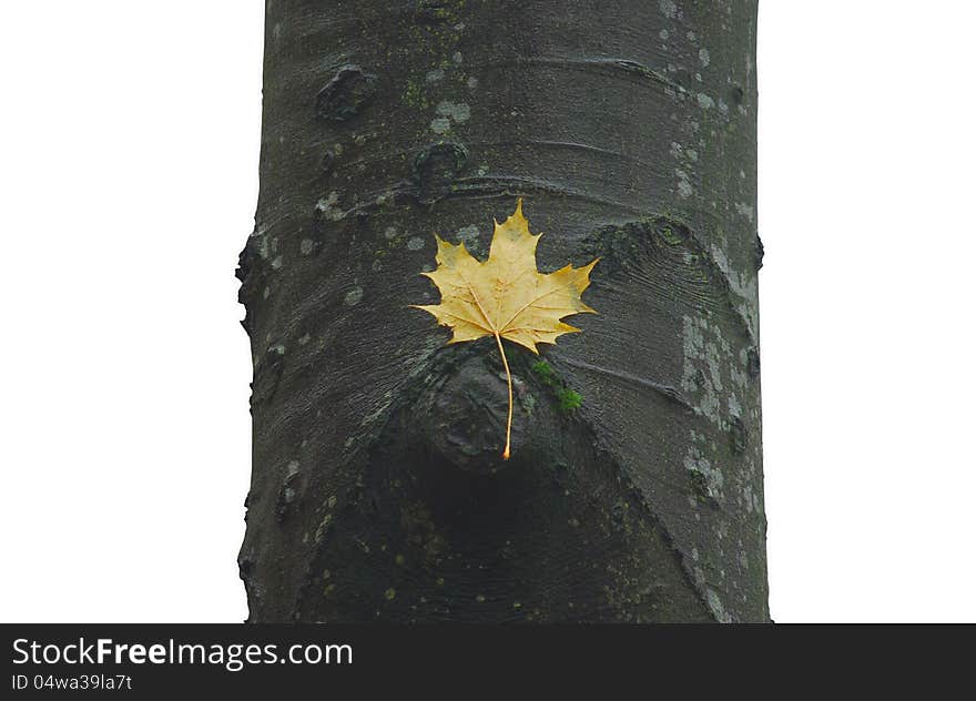 Maple leaf lying on beech trunk, on a white background