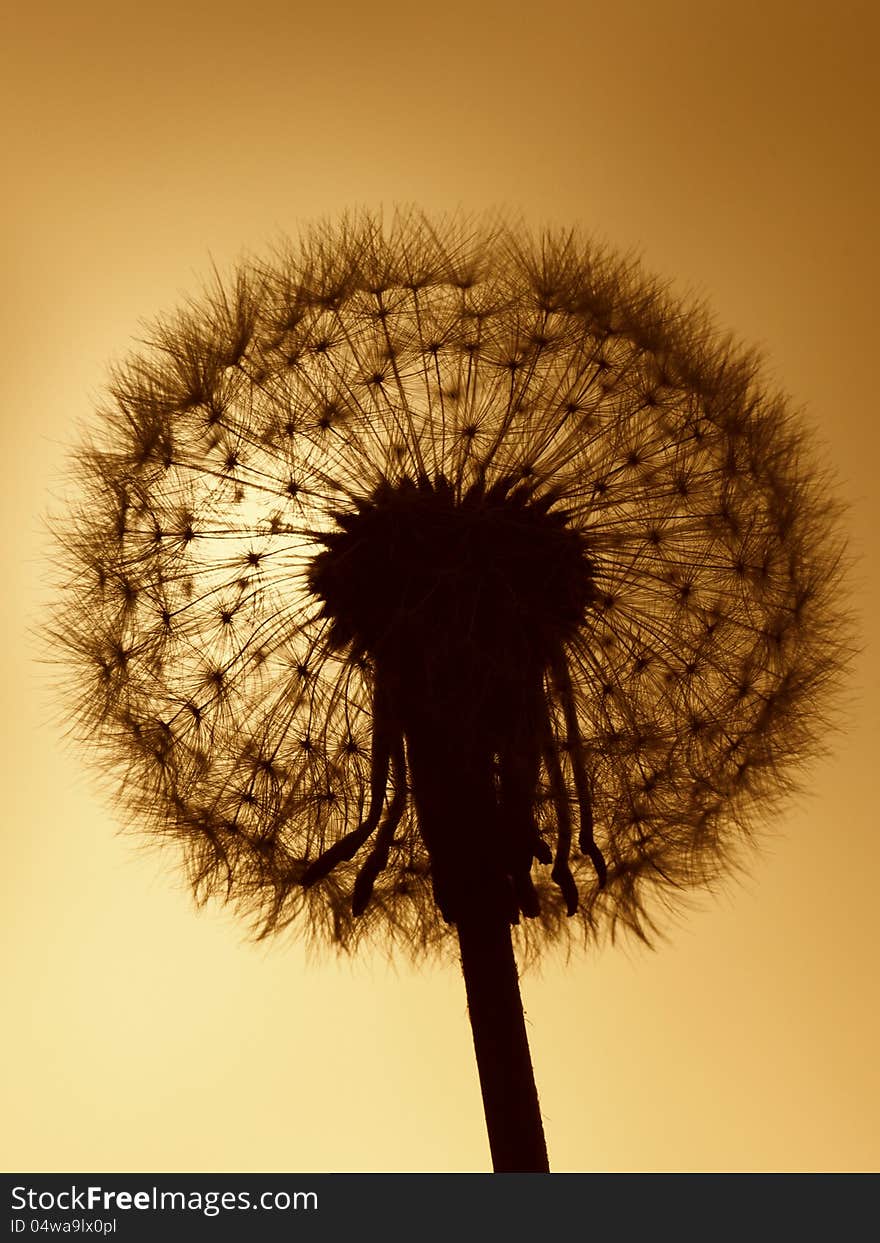 Dandelion