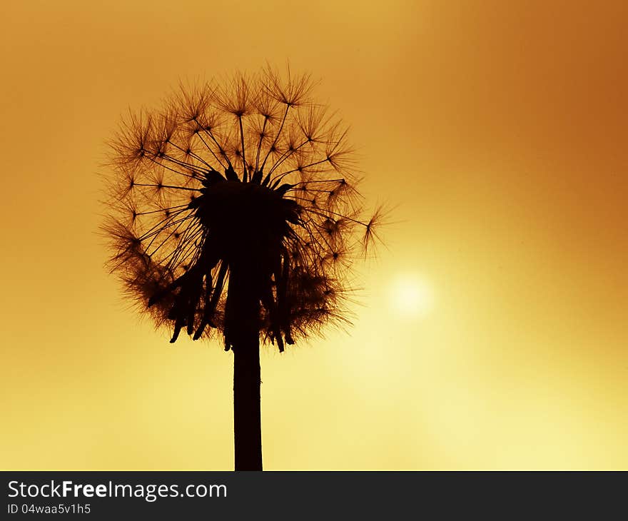 Flower Sunset