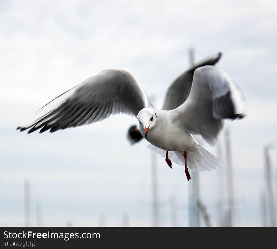 Seagull at fly