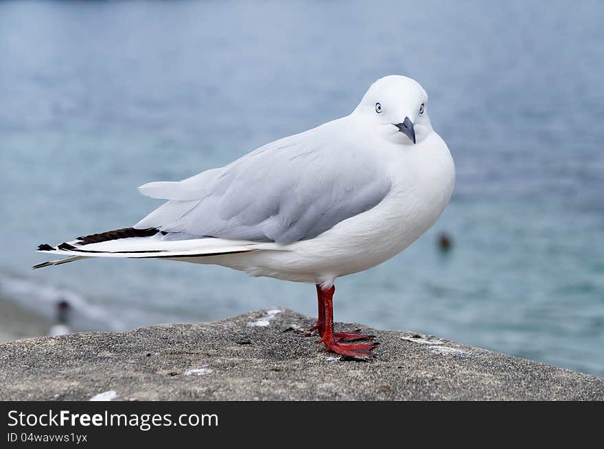 Seagull at a beach