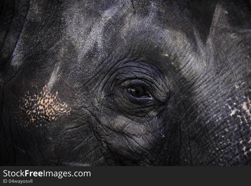 Elephant close up with beautiful black eye in thailand