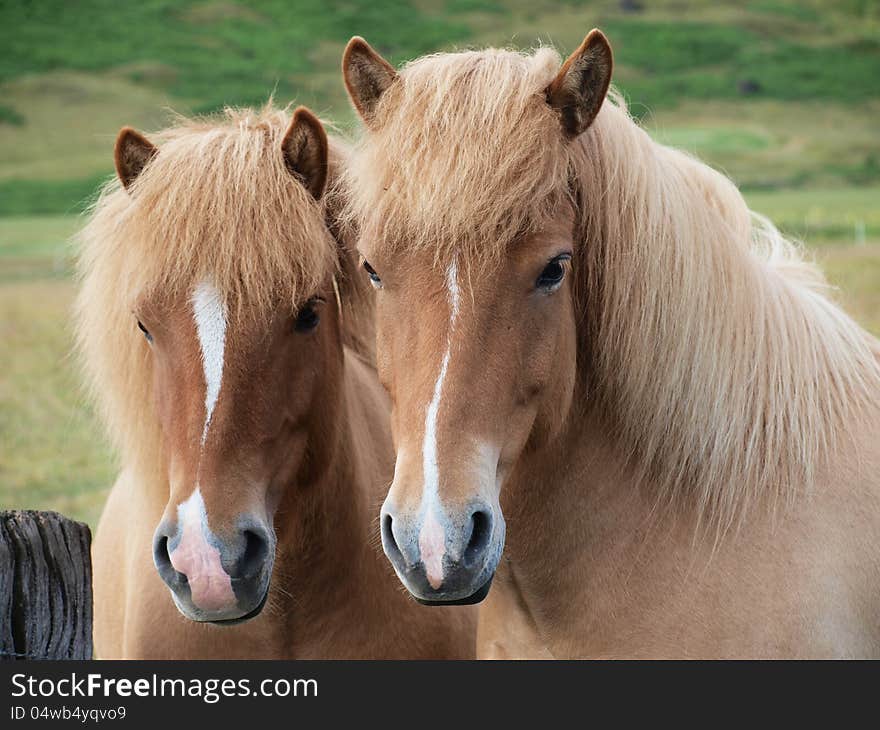 Two horses